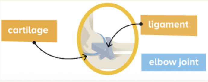 Diagram of a moveable joint showing cartilage and ligaments