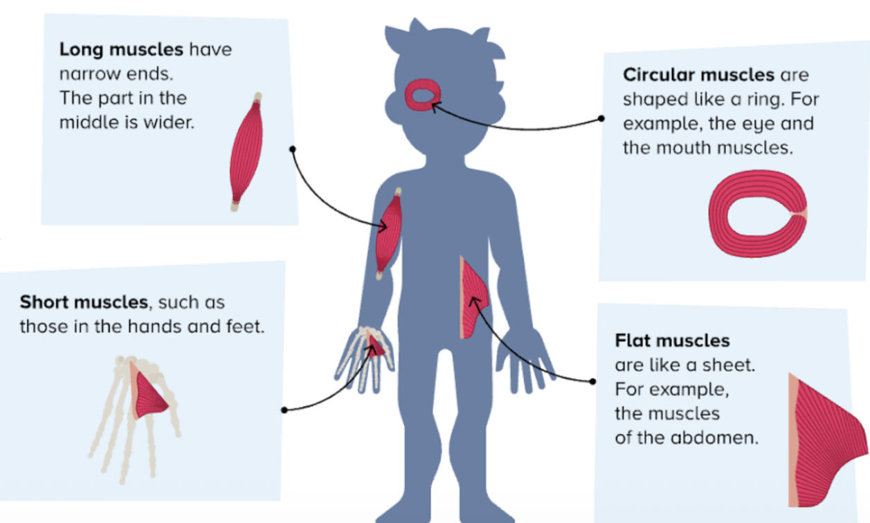 Diagram showing the four shapes of skeletal muscles